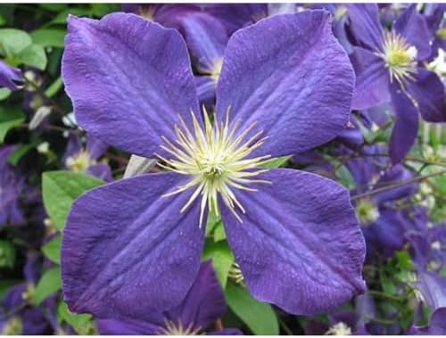Jackmani Clematis Vine - Velvety-Purple - 2.5" Pot - Image 2