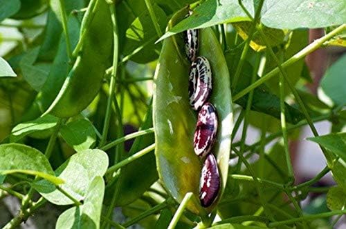 Christmas Pole Lima BEAN Seeds! - A Heavy Bearing, Long Season Climbing Bean!!(100 - Seeds) by Unknown