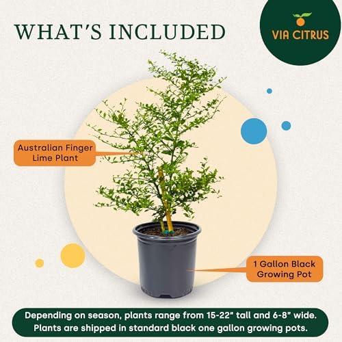 Australian Finger Lime Tree Live Plant 13-22" Tall by Via Citrus Indoor - Image 3