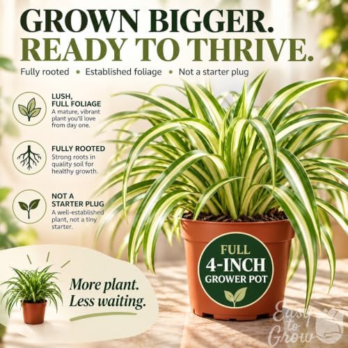 Easy to Grow Spider Plant Variegated 2 Full Size Potted Plants - Large Established Houseplants in 4" Quart Pots - Indoor Outdoor, Low Maintenance, Air-Purifying (Not Starter Plugs) - Image 3