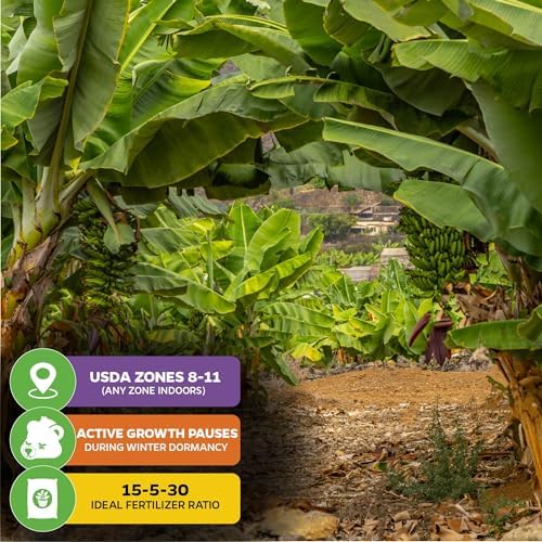 Dwarf Cavendish Banana Tree (2-Pack) Live Plant by Wellspring Gardens - Image 5