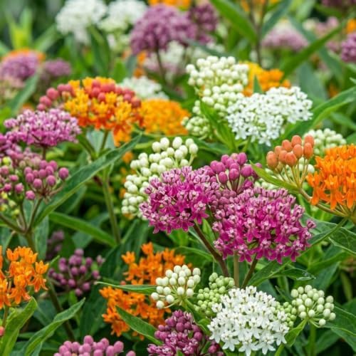 2 Mix Milkweed Live Plants, Asclepias Tuberosa Plant 4–6" Tall - Image 3