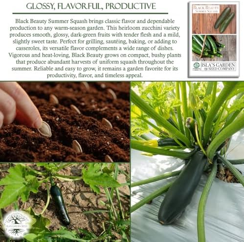 Black Beauty Zucchini Seeds (Cucurbita Pepo) – 25+ Non-GMO & Heirloom Seeds by Isla’s Garden Seeds, Classic Dark-Green Summer Squash Variety w/Tender Flesh & Mild Flavor, Fast-Growing, High-Yielding - Image 5