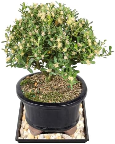 Brussel's Live Harland Boxwood Outdoor Bonsai Tree - 4 Years Old; 8" to 10" Tall with Decorative Container, Humidity Tray & Deco Rock - Image 2