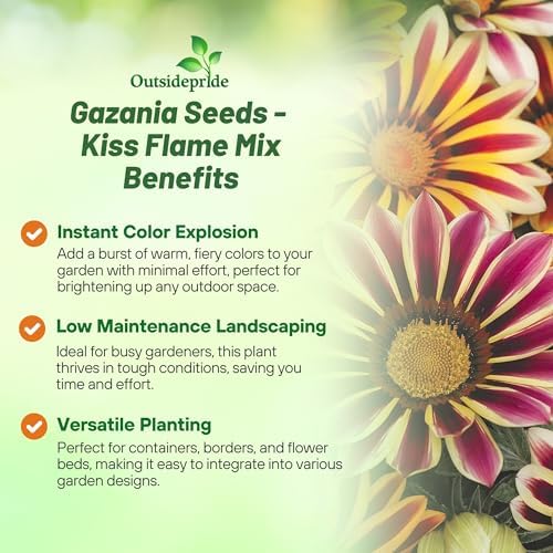 Outsidepride Kiss Flame Mix Gazania Seeds for Planting – 50 Pcs Perennial, Low-Maintenance, Drought-Tolerant Ground Cover Seeds for Vibrant Summer & Fall Flowers, Great for Outdoor Gardens - Image 3