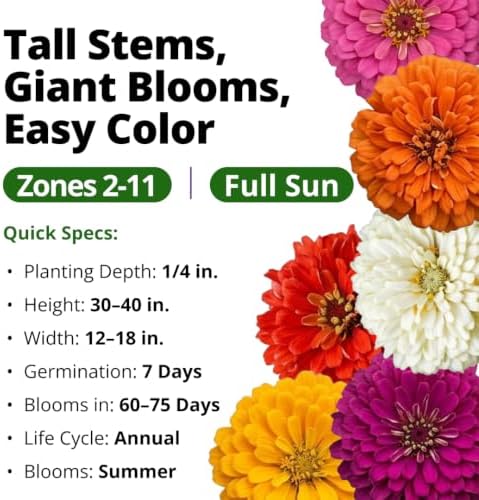 HOME GROWN State Fair Zinnia Seeds (Zinnia Elegans) – 1,000 Flower Seeds for Planting 2026, 7.5g Bulk, Beds, Borders, Cottage Garden, Pollinator Friendly, Large Double Blooms - Image 3