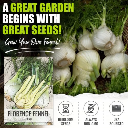 Seed Needs Florence Fennel Seeds to Plant an Herb Garden - 2 Packs - Image 2