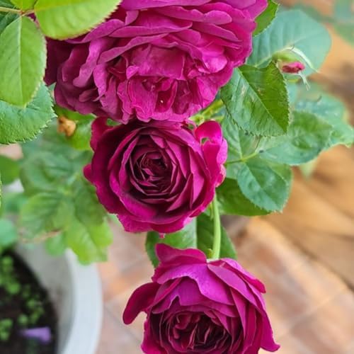 Purple Climbing Rose Live Plant, Fragrant Bush, 5-10 Inch Tall - Image 4