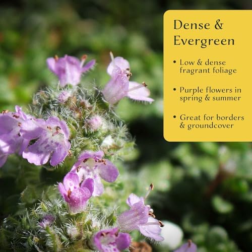 6 Elfin Thyme – Low-Growing, Fragrant Evergreen Groundcover for Borders, Rock Gardens & Containers – (Thymus serpyllum 'Elfin') in 2.5″ Cubes, Live Plants - Image 3