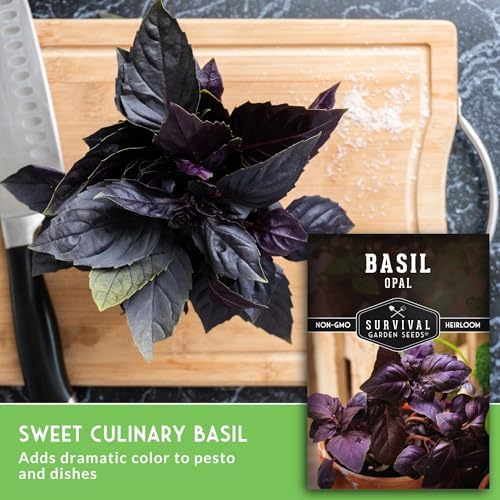 Opal Basil Seeds for Planting - Survival Garden Seeds (5 Pack) - Image 5