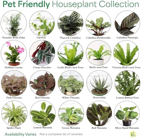 Live Pet Safe Houseplants (3 Pack), Grower's Choice Bundle, 4" Pots - Image 5