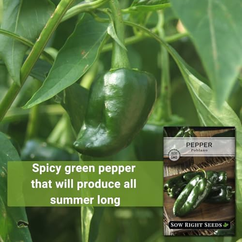 Sow Right Seeds - Poblano Pepper Seed for Planting Ancho Chile Peppers 3pk - Image 3