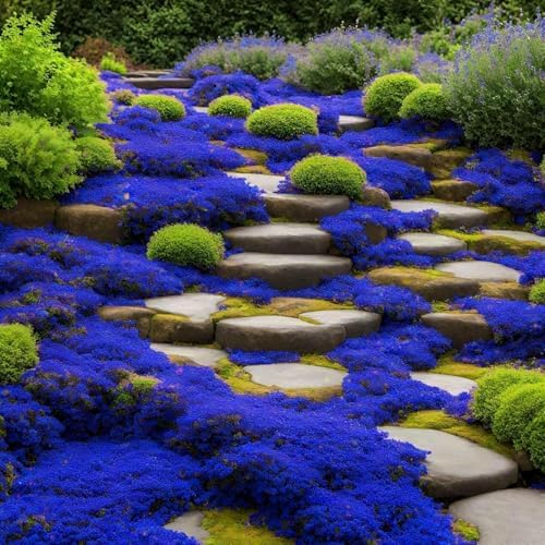 30000+ Creeping Thyme Seeds for Planting Perennial Thyme Seed Heirloom Flowers Non-GMO Ground Cover Plants for Garden Outdoor - Image 4