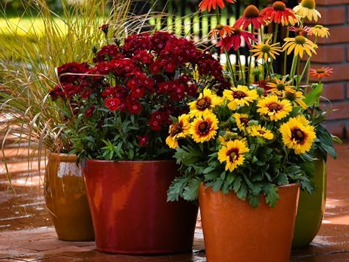 Greenwood Nursery: Live Perennial Plants - 'Mesa Bright Bicolor' + Gaillardia x Grandiflora - [Qty: 5X Pint Pots] - (Click for Other Available Plants/Quantities) - Image 2