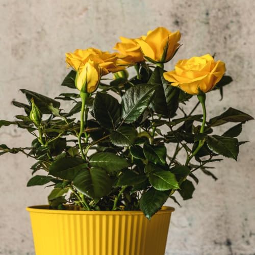 Climbing Rose Bush Live Plant, Ornamental Rose Plant, 5-10 Inch Tall - Image 6