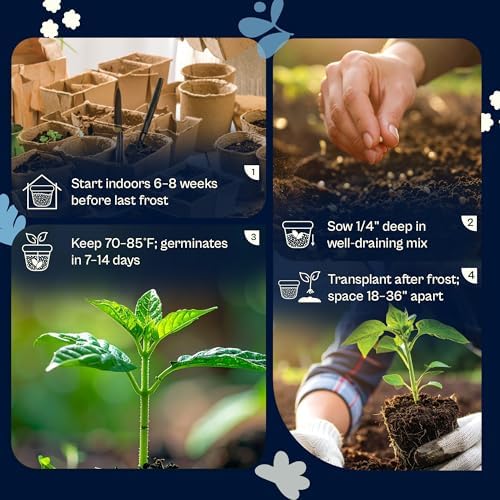 SVI 500 Pineapple Ground Cherry Seeds (Physalis pruinosa) – Tomatillo Seed Packets, Golden Berries, Ground Cherries Seed Pack – Annual Heirloom Fruit and Vegetable Seeds For Outdoor Garden, Raised Bed - Image 5
