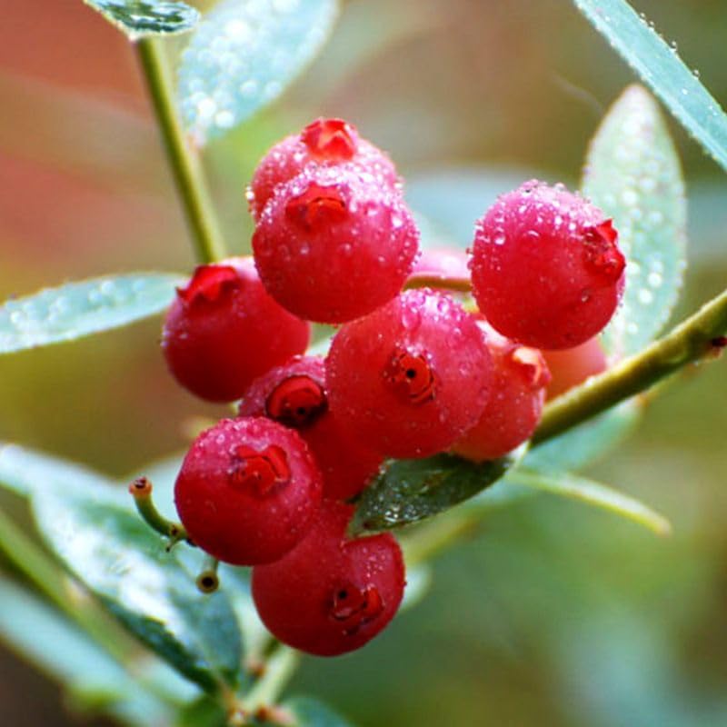 Pink Lemonade Blueberry Bush Live Plant, Edible Fruit Plant - Image 7