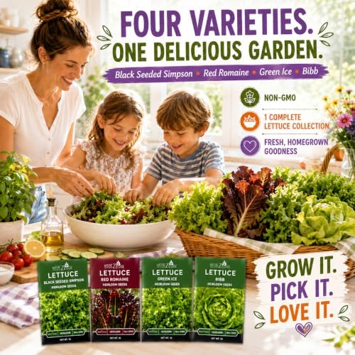 NatureZ Edge Lettuce Seeds for Planting, 4 Popular Varieties Non-GMO Heirloom Seeds, Red Romaine, Bibb Butter, Black Seeded Simpson, Green Ice Lettuce, Romaine, Salad Lettuce, Hydroponic Garden, USA - Image 7