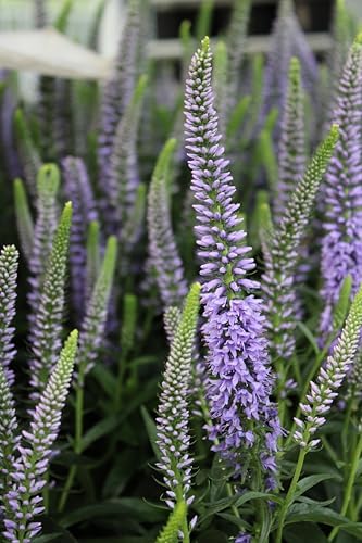 Live Plant, Proven Winners, Veronica Magic Show Ever After Spike Speedwell, Lavender Flowers, #1 Size Container, Does NOT Ship to AZ, CA, HI, ID, MT, NV, OR, PR, UT & WA! by GreenPromiseFarms