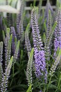 Live Plant, Proven Winners, Veronica Magic Show Ever After Spike Speedwell, Lavender Flowers, #1 Size Container, Does NOT Ship to AZ, CA, HI, ID, MT, NV, OR, PR, UT & WA! by GreenPromiseFarms