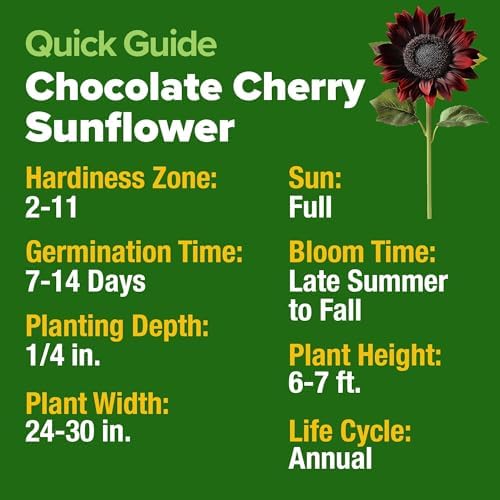 HOME GROWN Chocolate Cherry Sunflower Seeds, 150 Seeds, Helianthus annuus - Image 3