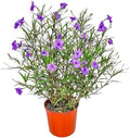 Tropical Plants of Florida Purple Ruellia Live Plant - 3 Gallon 26 to 34 Inch Tall Flowering Shrub Outdoor Garden Border Hedge Plant by TropicalPlantsofFlorida