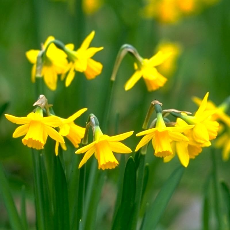 Tete A Tete Daffodil Flower Bulbs Jumbo Pack - 50 Bulbs per Pack - Deer Resistant - Good as Cut Flowers - Good for Indoor Forcing - Grows Well in Containers - Naturalizing - Perennializing - Image 2