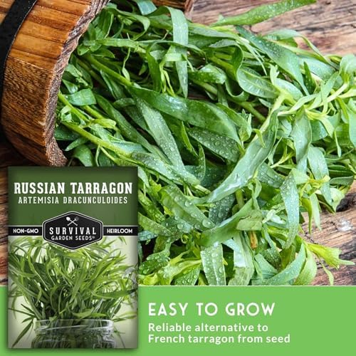 Russian Tarragon Seeds for Planting - 1 Pack - Image 4