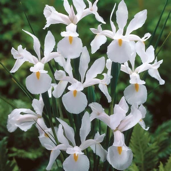 Votaniki Iris Hollandica Casablanca - Long Lasting Spectacular Blooms for Spring& Summer Gardens | Dutch Iris Bulbs for Planting, Easy to Grow Hardy Perennials (25 Pack) - Image 2