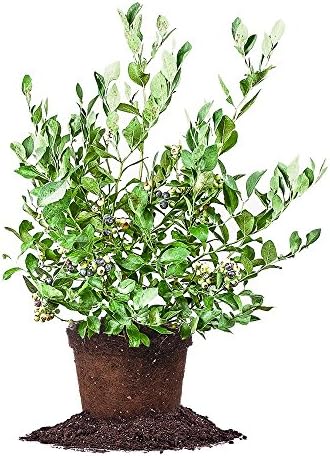 Perfect Plants Powder Blue Rabbiteye Blueberry, 1 Gallon, Live Plant by PerfectPlantsNursery