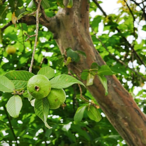 3 Pink Guava Tree Live Plants, 8-12 Inch Tall Guava Plant - Image 4