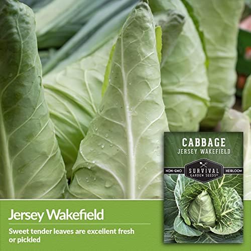 Jersey Wakefield Cabbage Seeds - Survival Garden Seeds (1 Pack) - Image 4