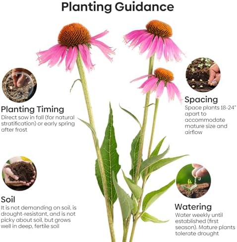 Purple Coneflower Seeds 1OZ Perennial Flower Seed for Planting - Echinacea - Image 3