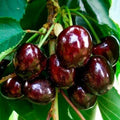 2 Black Cherry Trees Live Plants, Tropical Fruit Tree, 1-1.5 Ft Tall by AKTRD