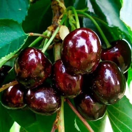 2 Black Cherry Trees Live Plants, Tropical Fruit Tree, 1-1.5 Ft Tall by AKTRD
