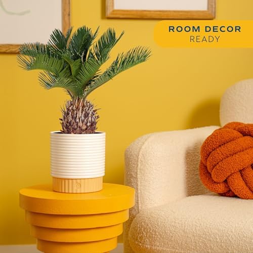 Costa Farms Sago Palm, Live Indoor Plant, Tropical Decor, Air Purifying - Image 2