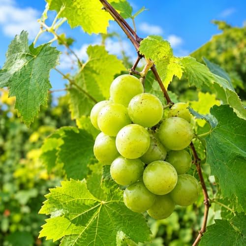 Scuppernog Muscadine Grape Vine - 28-36" Tall Live Plant - 2 Gallon Pot - Image 4