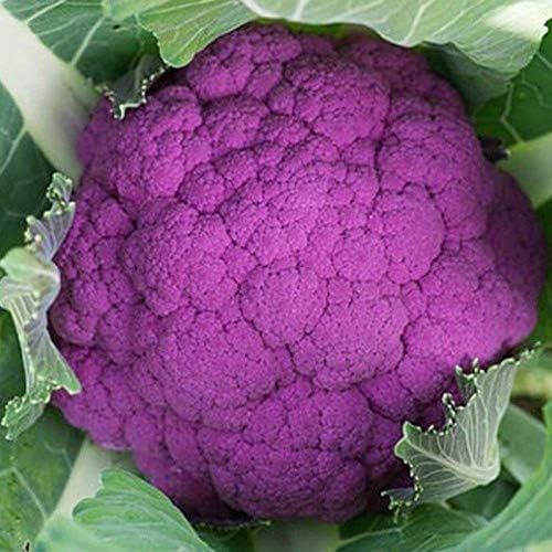 Graffiti F1 Hybrid Cauliflower Seeds (25+ Seed Package)(Non GMO Organic Vegetable Fruit Garden Seeds) Non-Hybrid, By Home Decorium by Unknown
