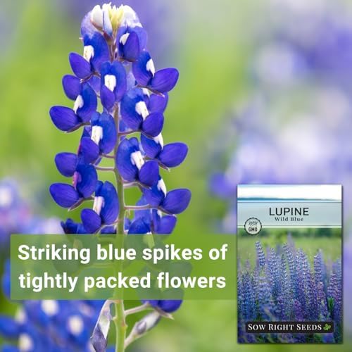 Sow Right Seeds-Wild Blue Lupine Seed for Planting Perennial Wildflower 2pk - Image 3
