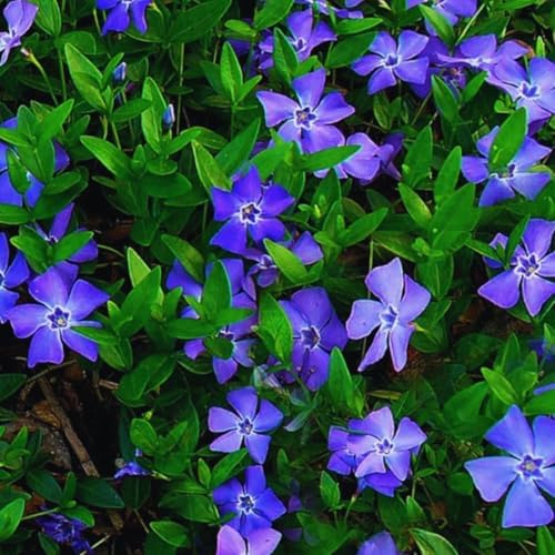 24 Vinca Live Plants Bareroots, Periwinkle Flower Plant, 6 Inch Tall by AKTRD