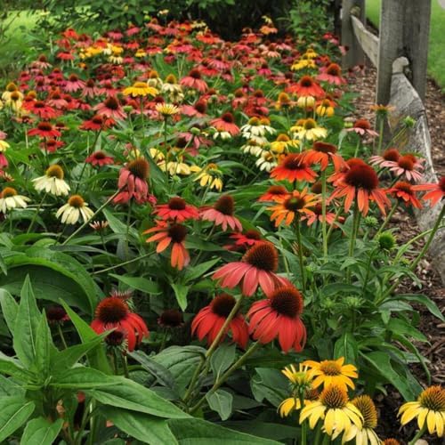 Perennial Farm Marketplace Echinacea purpurea ‘Cheyenne Spirit’ (Coneflower) Live Perennial, Size-Quart, Mixed Color Summer Flowers, USDA Zones 4-8 - Image 5