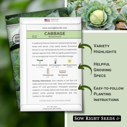 Sow Right Seeds - Brunswick Cabbage Seed for Planting Outdoors Vegetable - Image 2