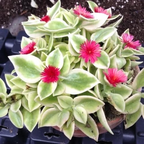 2 Variegated Baby Sun Rose Live Plants, Hardy Ground Cover, 2 Inch Pot by Unknown