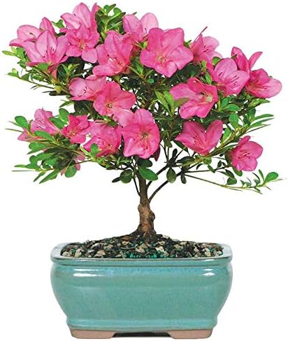 From You Flowers Pink Azalea Bonsai Tree in Ceramic Planter - Live Flowering Bonsai Plant Delivered for Birthday, Anniversary & Home Decor by FromYouFlowers