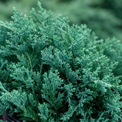 Blue Rug Juniper Wiltonii | 2 Extra Large Trade 3 Gallon Plants | Juniperus Horizontalis | Creeping Ground Cover, Low Maintenance, Drought Tolerant, Evergreen Foliage, Fast Growing Erosion Control - Image 3