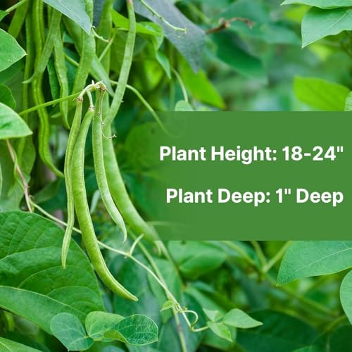 Groundio 30+ Contender Bush Green Bean Seeds - Phaseolus Vulgaris - Image 4