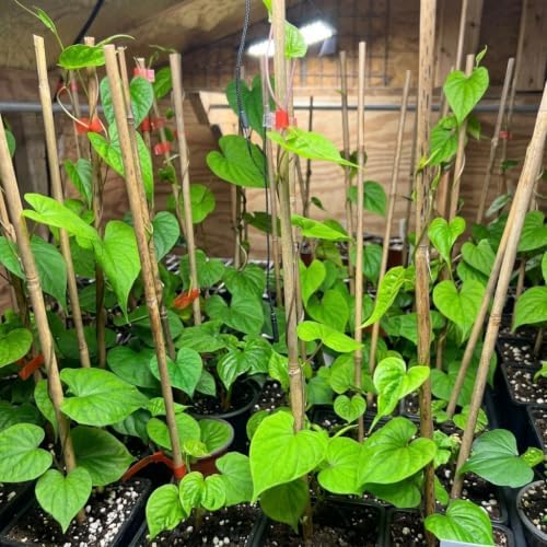 2 Moonflower Live Starter Plants | White, Night-Blooming Climbing Vine - Image 3