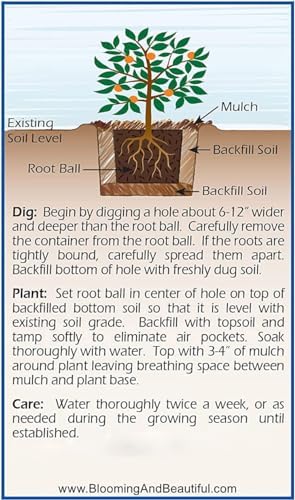 First Editions Linebacker Distylium, Live Evergreen Shrub, 3 Gallon - Image 7