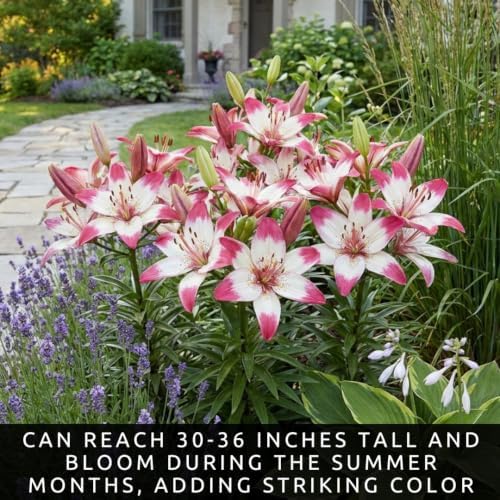 3 Lollipop Asiatic Lily Bulbs for Planting | Pink & White Bicolor Lily Flowers | Hardy Perennial Summer Blooms | Fragrant Garden Accent & Cut Flowers | Premium Flower Bulbs - Image 3