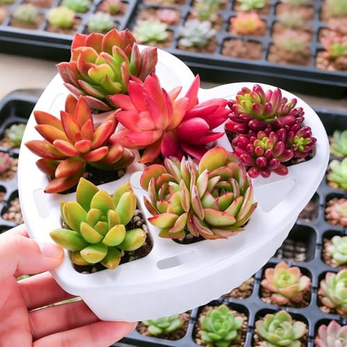 Sprout N Green 6 Live Succulents in Heart Shaped Planter, Assorted Lovely Plants for Mother's Day Valentine's Day Anniversary Housewarming, Romantic Birthday Gift for Your Lover Girlfriend Wife by SproutNGreen